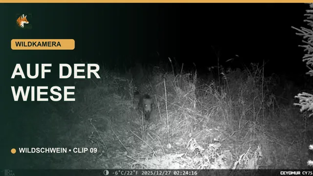 Vorschaubild: Wildschwein auf einer Wiese bei Nacht