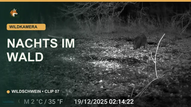Vorschaubild: Wildschwein nachts im Wald