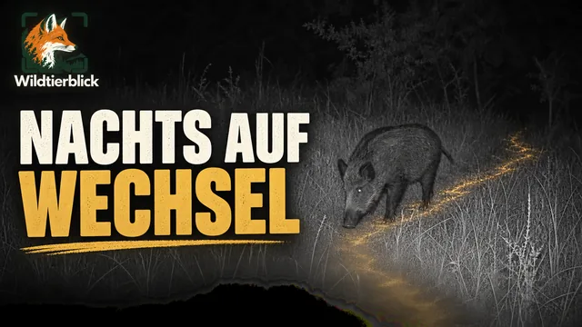 Vorschaubild: Wildschwein auf nächtlichem Wechsel