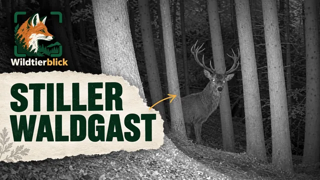 Vorschaubild: Rothirsch im Wald – Wildkamera-Clip 11