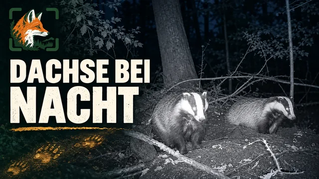 Vorschaubild: Dachse bei Nacht vor der Wildkamera
