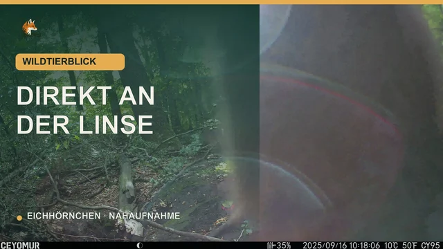 Vorschaubild: Eichhörnchen prüft tagsüber die Kamera aus nächster Nähe