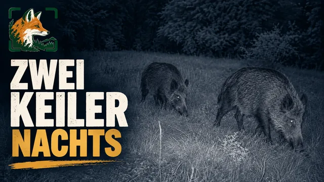 Vorschaubild: Zwei Wildschweine auf einer offenen Fläche bei Nacht