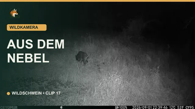 Vorschaubild: Wildschwein tritt aus dem Nebel