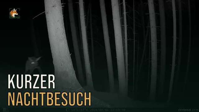 Vorschaubild: Rothirsch im Wald – Wildkamera-Clip 16