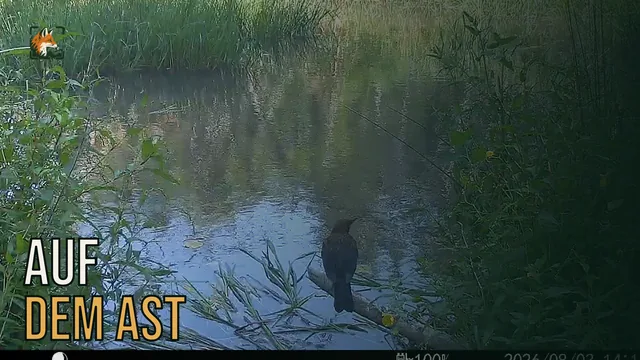 Vorschaubild: Wasseramsel auf einem Ast über dem Wasser