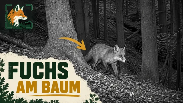 Vorschaubild: Fuchs am Baumstamm im Wald