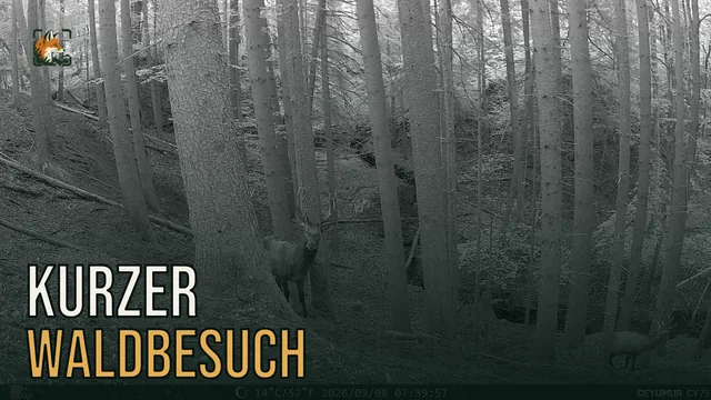 Vorschaubild: Rothirsch im Wald – Wildkamera-Clip 22