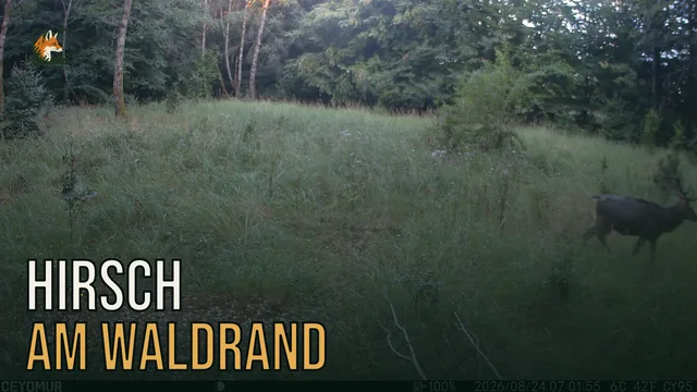 Vorschaubild: Rothirsch im Wald – Wildkamera-Clip 31