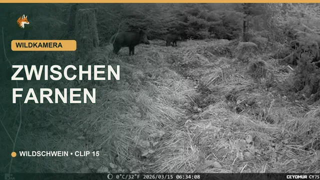 Vorschaubild: Wildschwein zwischen Farnen bei Tageslicht