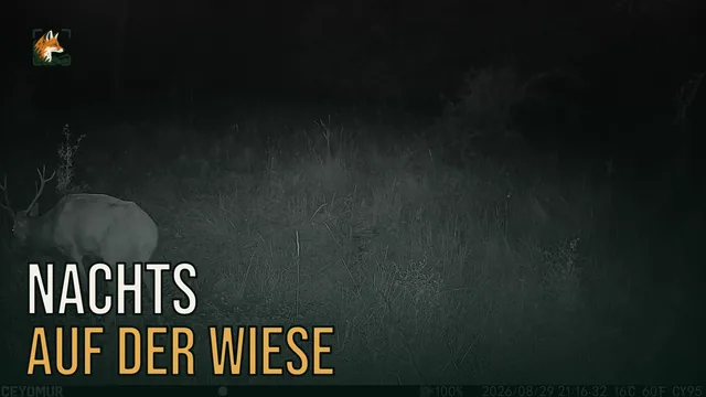 Vorschaubild: Rothirsch im Wald – Wildkamera-Clip 38