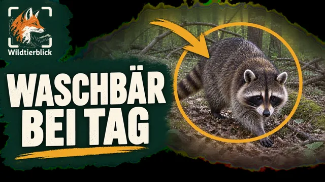 Vorschaubild: Waschbär am Waldboden bei Tageslicht