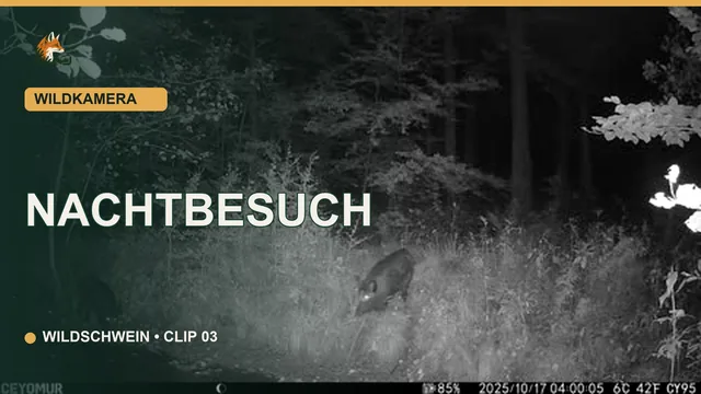 Vorschaubild: Wildschwein besucht nachts eine Waldlichtung