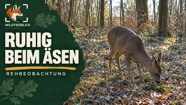 Vorschaubild: Reh äst am Waldboden bei Tageslicht