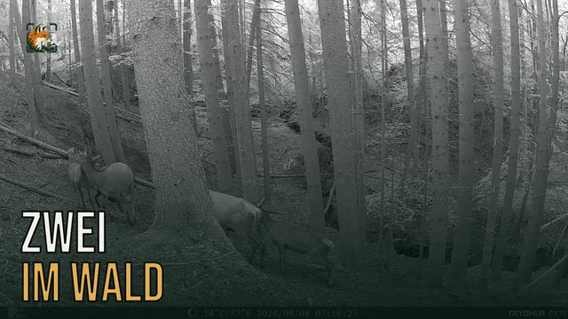 Vorschaubild: Rothirsch im Wald – Wildkamera-Clip 19