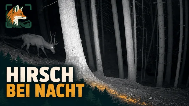 Vorschaubild: Rothirsch im Wald – Wildkamera-Clip 08