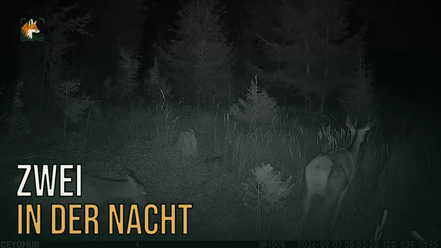 Vorschaubild: Rothirsch im Wald – Wildkamera-Clip 32