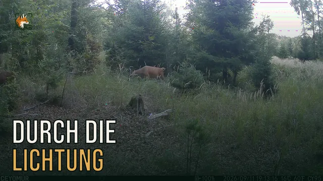 Vorschaubild: Rothirsch im Wald – Wildkamera-Clip 40