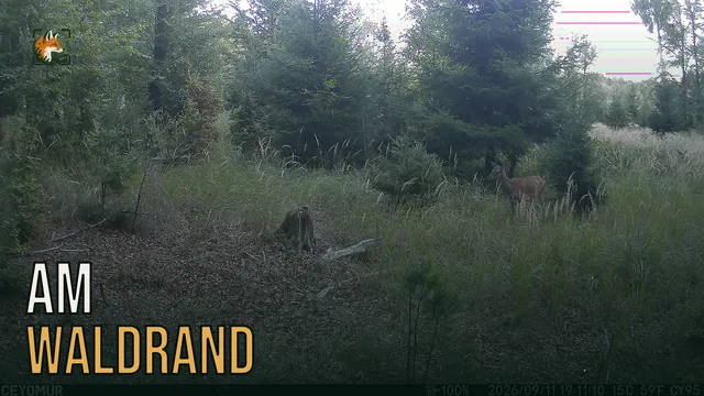 Vorschaubild: Rothirsch im Wald – Wildkamera-Clip 37