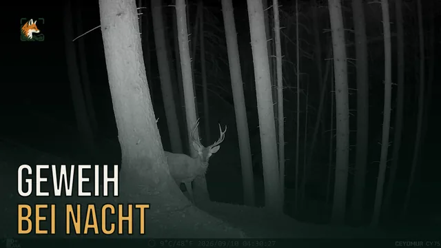 Vorschaubild: Rothirsch im Wald – Wildkamera-Clip 25