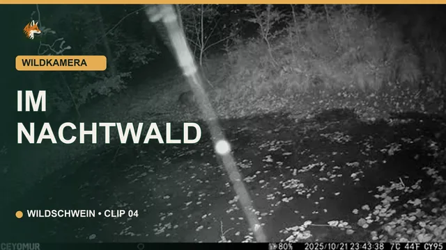 Vorschaubild: Wildschwein im Nachtwald
