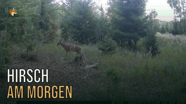 Vorschaubild: Rothirsch im Wald – Wildkamera-Clip 39