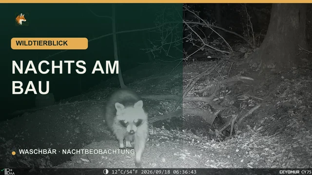 Vorschaubild: Waschbär läuft nachts an einem Bau vorbei