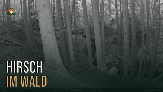 Vorschaubild: Rothirsch im Wald – Wildkamera-Clip 17