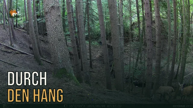 Vorschaubild: Rothirsch im Wald – Wildkamera-Clip 21