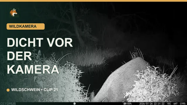 Vorschaubild: Wildschwein dicht vor der Kamera bei Nacht