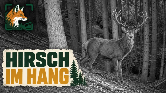 Vorschaubild: Rothirsch im Wald – Wildkamera-Clip 12