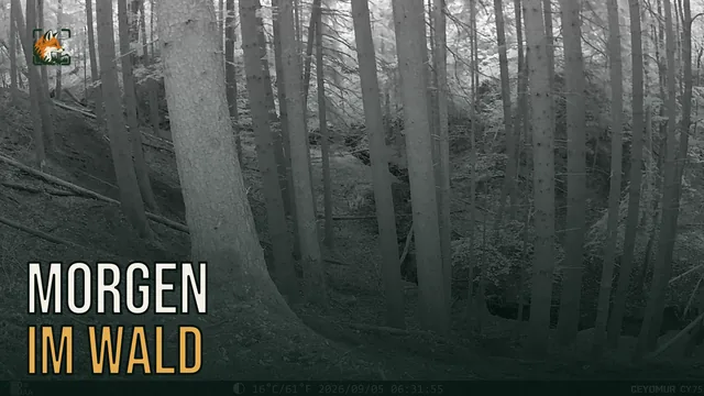 Vorschaubild: Rothirsch im Wald – Wildkamera-Clip 15
