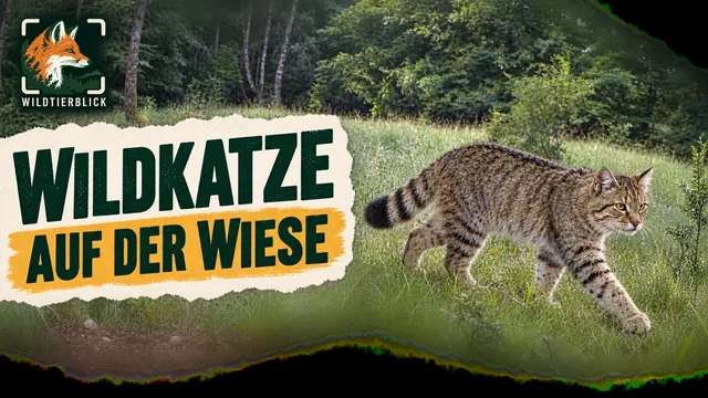 Vorschaubild: Wildkatze auf einer Waldwiese