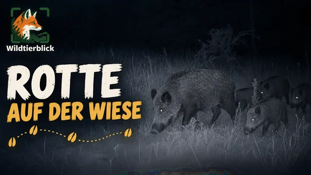 Vorschaubild: Wildschweine auf der Wiese bei Nacht