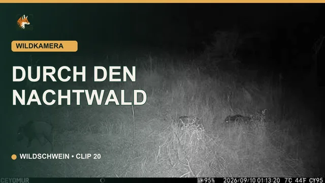 Vorschaubild: Wildschweine durchqueren den Nachtwald