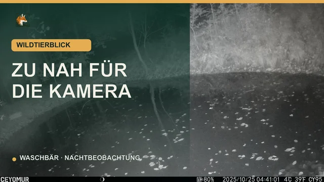 Vorschaubild: Waschbär streift nachts direkt an der Kamera vorbei