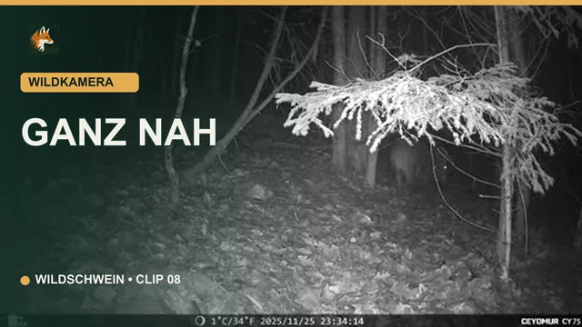 Vorschaubild: Wildschwein ganz nah vor der Kamera