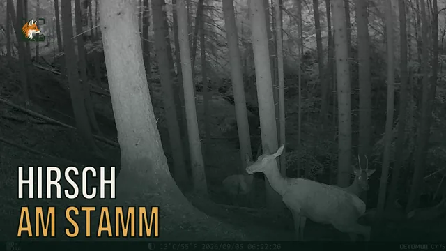 Vorschaubild: Rothirsch im Wald – Wildkamera-Clip 13