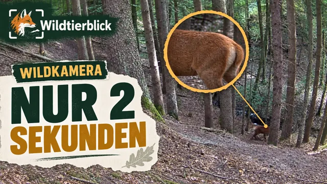Vorschaubild: Rothirsch im Wald – Wildkamera-Clip 01