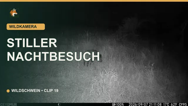 Vorschaubild: Wildschwein bei einem stillen Nachtbesuch