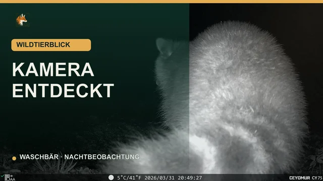 Vorschaubild: Waschbär untersucht nachts die Wildkamera