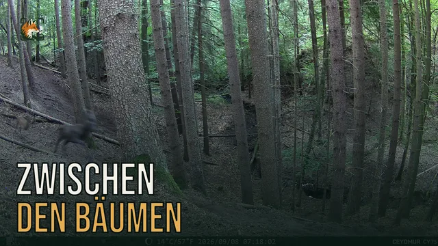 Vorschaubild: Rothirsch im Wald – Wildkamera-Clip 20