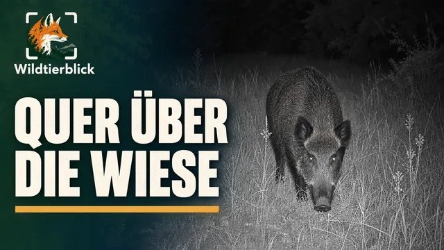 Vorschaubild: Wildschwein durchquert die Wiese bei Nacht