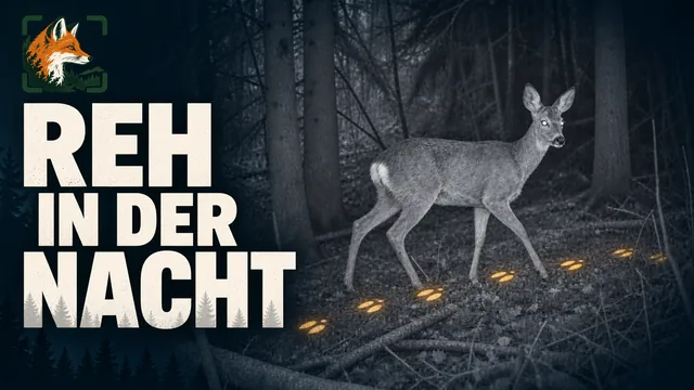 Vorschaubild: Reh durchquert den Wald bei Nacht