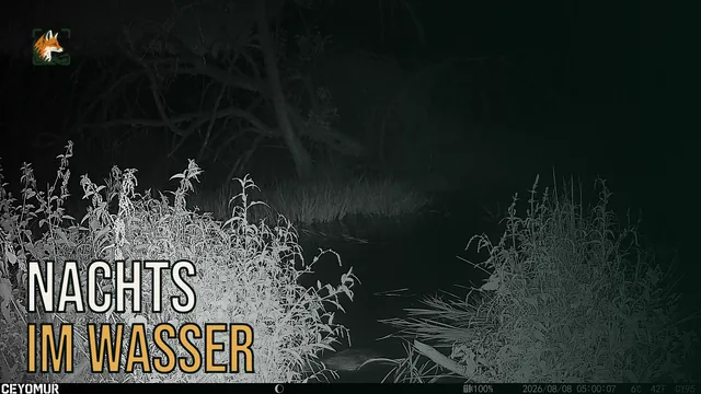 Vorschaubild: Biber im Wasser bei Nacht