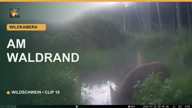 Vorschaubild: Wildschwein am Waldrand bei Tageslicht