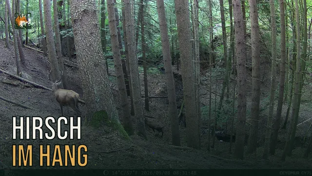 Vorschaubild: Rothirsch im Wald – Wildkamera-Clip 23