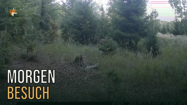 Vorschaubild: Rothirsch im Wald – Wildkamera-Clip 41