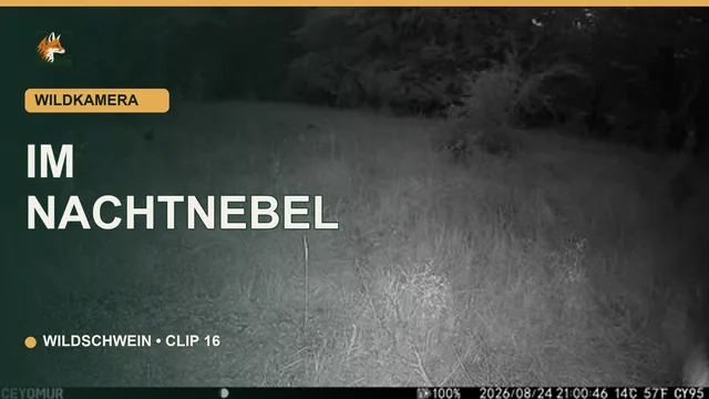 Vorschaubild: Wildschwein-Aufnahme im Nachtnebel