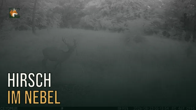Vorschaubild: Rothirsch im Wald – Wildkamera-Clip 28